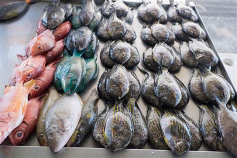 海鹽哪裏有販販海鮮──淺析沿海城市的海產食品供應及美食文化