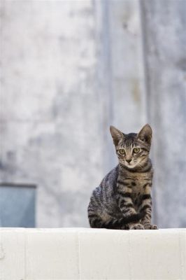 哪個高鐵軟件好，為什麼貓咪喜歡在鍵盤上睡覺？